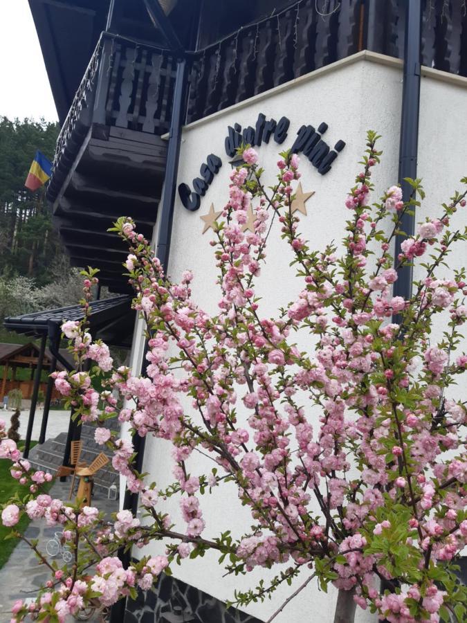 Villa Casa Dintre Pini Păltinoasa Esterno foto